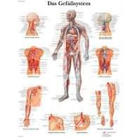 Lehrtafel: Das Gefäßsystem - VR0353UU (50 x 67 cm) – Seirin