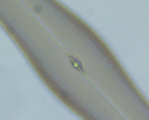 Hellfeld-Binokularmikroskop medicus pro B – Helmut Hund