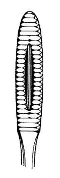 Zepf Kornzangen – Zepf Medical Instruments