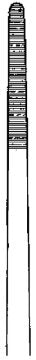 Ohr- und Nasenpinzette, Lucae (14 cm) – Zepf Medical Instruments