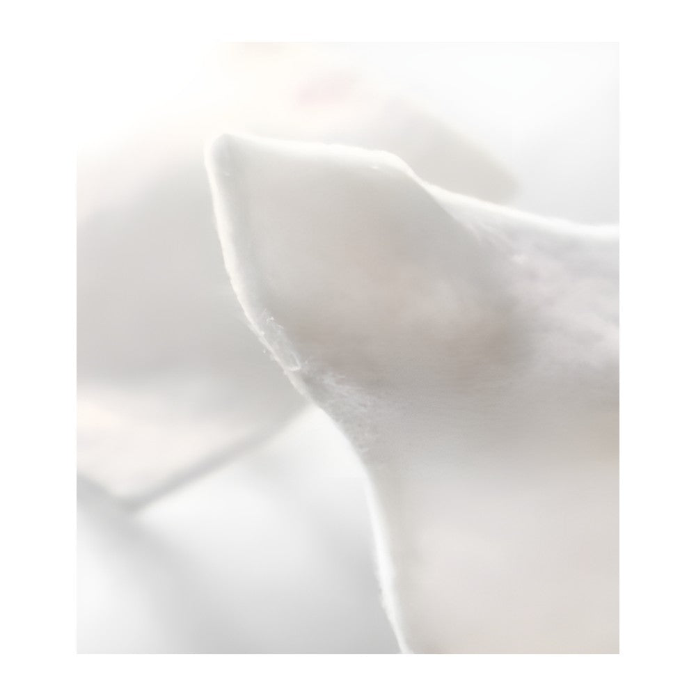 Coloplast Biatain® Alginate Wundverband – Coloplast