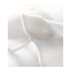 Coloplast Biatain® Alginate Wundverband – Coloplast