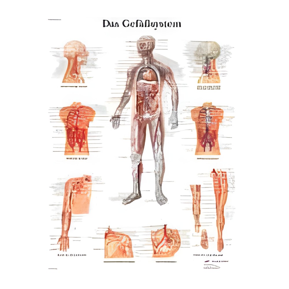 Lehrtafel: Das Gefäßsystem - VR0353UU (50 x 67 cm) – Seirin